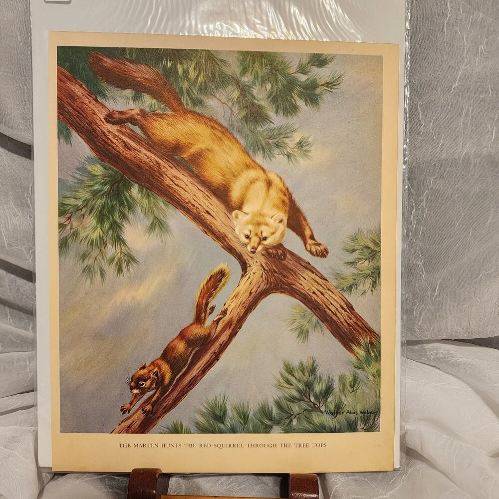 The Marten Hunts The Red Squirrel - Walter Alois Weber 1934